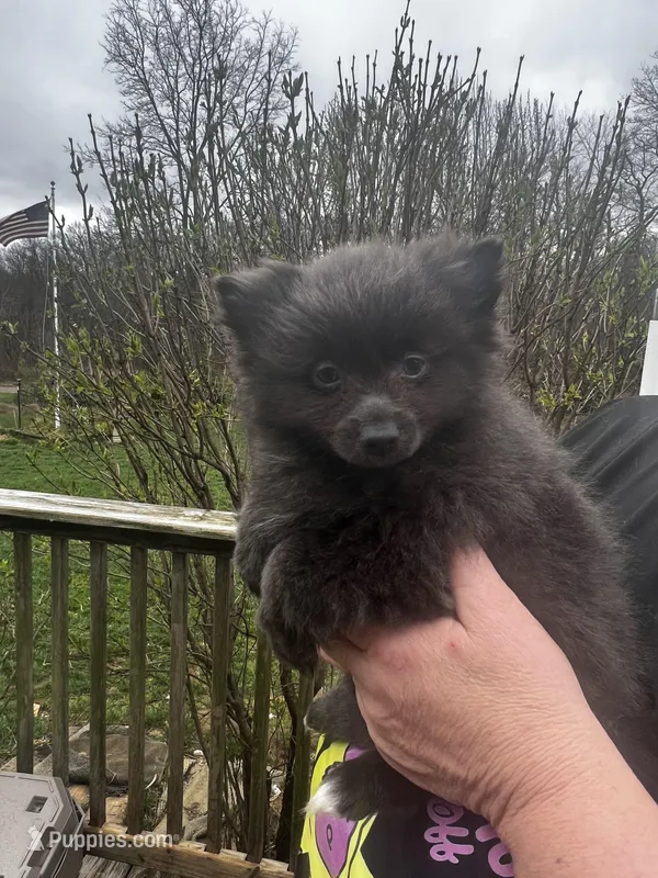 Spunky, a female Pomeranian for sale in Tekonsha, MI – Photo 1 of 3