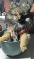 Grizz, a male Pomeranian for sale in Tekonsha, MI – 2 of 3