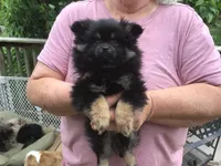 Pippy, a female Pomeranian for sale in Tekonsha, MI – 3 of 4