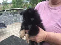 Pippy, a female Pomeranian for sale in Tekonsha, MI – 4 of 4