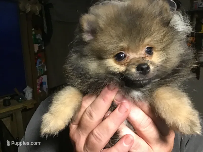 Kody – Pomeranian puppy for sale in Tekonsha, MI