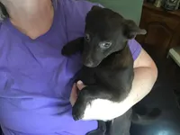 Brownie, a male Pomchi for sale in Tekonsha, MI – Photo 3 of 3