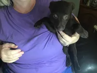 Brownie, a male Pomchi for sale in Tekonsha, MI – Photo 1 of 3