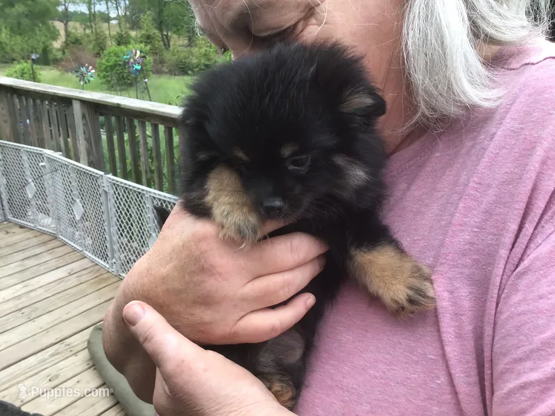 Pippy, a female Pomeranian for sale in Tekonsha, MI – 1 of 4