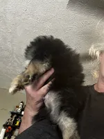 Chubbs, a male Pomeranian for sale in Tekonsha, MI – 3 of 3