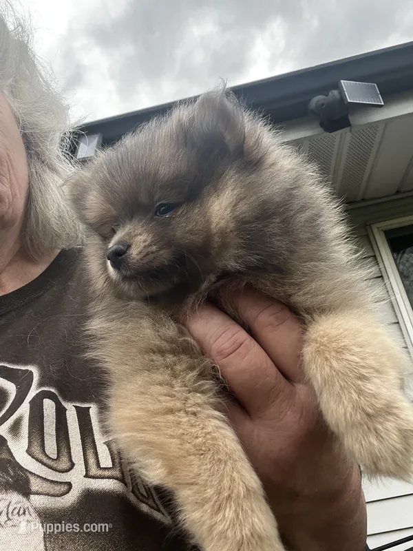 Sweetie pie – Pomeranian puppy for sale in Tekonsha, MI