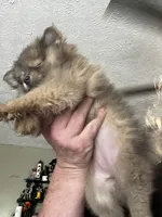 Sweetie pie, a female Pomeranian for sale in Tekonsha, MI – 3 of 5