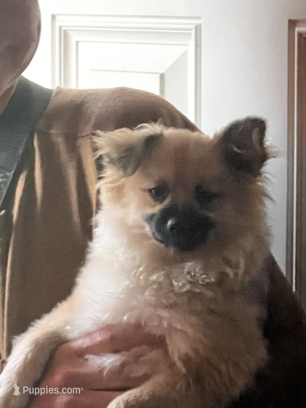 Sweetie pie – Pomeranian puppy for sale in Tekonsha, MI
