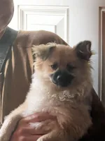 Sweetie pie, a female Pomeranian for sale in Tekonsha, MI – 1 of 5