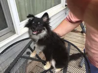 Chubbs, a male Pomeranian for sale in Tekonsha, MI – 1 of 5