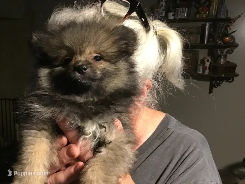 Grizz – Pomeranian puppy for sale in Tekonsha, MI