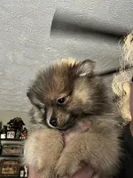 Sweetie pie, a female Pomeranian for sale in Tekonsha, MI – 4 of 5