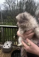 Frankie, a male Pomeranian for sale in Tekonsha, MI – Photo 2 of 3