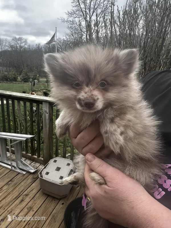 Frankie – Pomeranian puppy for sale in Tekonsha, MI