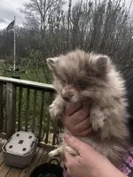 Frankie, a male Pomeranian for sale in Tekonsha, MI – Photo 3 of 3