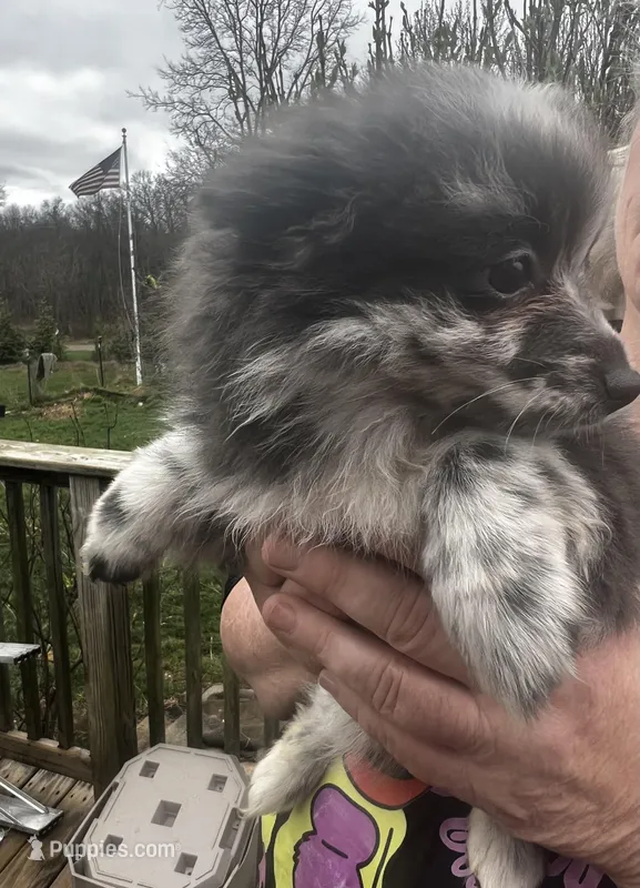 Patches – Pomeranian puppy for sale in Tekonsha, MI