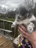 Patches, a female Pomeranian for sale in Tekonsha, MI – Photo 2 of 3