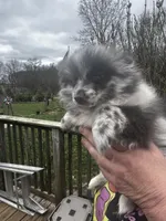 Patches, a female Pomeranian for sale in Tekonsha, MI – Photo 3 of 3