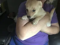 Gentle Bug, a male Pomchi for sale in Tekonsha, MI – Photo 1 of 2