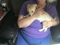 Gentle Bug, a male Pomchi for sale in Tekonsha, MI – Photo 2 of 2