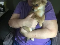 MooChi, a female Pomchi for sale in Tekonsha, MI – Photo 2 of 2