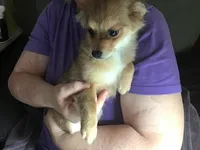 MooChi, a female Pomchi for sale in Tekonsha, MI – Photo 1 of 2