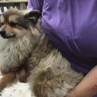 Punky F1b, a female Pomsky for sale in Tekonsha, MI – Photo 2 of 2