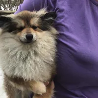 Punky F1b, a female Pomsky for sale in Tekonsha, MI – Photo 1 of 2