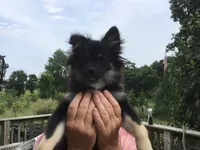 Chubbs, a male Pomeranian for sale in Tekonsha, MI – 2 of 5