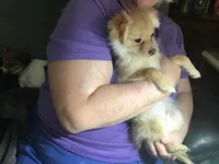 Butters, a male Pomchi for sale in Tekonsha, MI – Photo 3 of 3