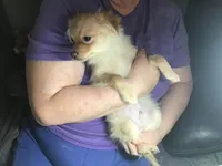 Butters, a male Pomchi for sale in Tekonsha, MI – Photo 2 of 3