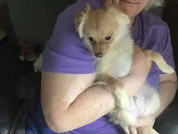 Butters, a male Pomchi for sale in Tekonsha, MI – Photo 1 of 3