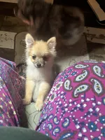 Sugar bear - weighs 25oz on 7/31/26 a pound and half on 9/30, a male Pomeranian for sale in Tekonsha, MI – 4 of 4