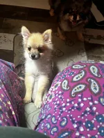 Sugar bear - weighs 25oz on 7/31/26 a pound and half on 9/30, a male Pomeranian for sale in Tekonsha, MI – 3 of 4
