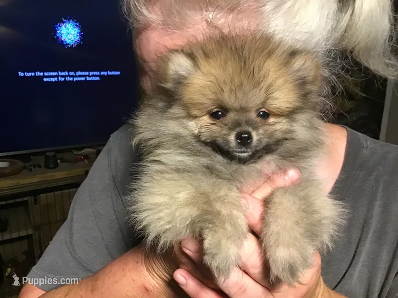 Sugar bear – Pomeranian puppy for sale in Tekonsha, MI