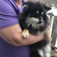 Prince - F1b, a male Pomsky for sale in Tekonsha, MI – Photo 3 of 3