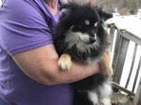 Prince - F1b, a male Pomsky for sale in Tekonsha, MI – Photo 3 of 3