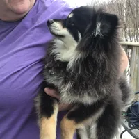 Prince - F1b, a male Pomsky for sale in Tekonsha, MI – Photo 1 of 3