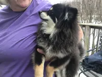 Prince - F1b, a male Pomsky for sale in Tekonsha, MI – Photo 1 of 3