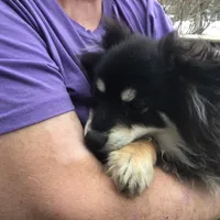 Prince - F1b, a male Pomsky for sale in Tekonsha, MI – Photo 2 of 3