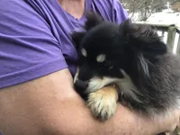Prince - F1b, a male Pomsky for sale in Tekonsha, MI – Photo 2 of 3