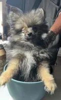 Grizz, a male Pomeranian for sale in Tekonsha, MI – 3 of 3
