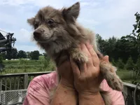 Frankie, a male Pomeranian for sale in Tekonsha, MI – 2 of 5