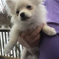 Snowflake , a female Pomeranian for sale in Tekonsha, MI – Photo 1 of 3