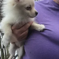 Snowflake , a female Pomeranian for sale in Tekonsha, MI – Photo 3 of 3