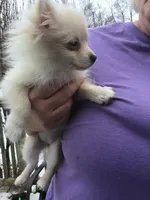 Snowflake , a female Pomeranian for sale in Tekonsha, MI – Photo 3 of 3