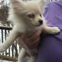 Snowflake , a female Pomeranian for sale in Tekonsha, MI – Photo 2 of 3