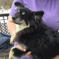 Shadow -F1b, a male Pomsky for sale in Tekonsha, MI – 1 of 1