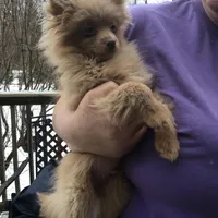 Wookie, a male Pomeranian for sale in Tekonsha, MI – Photo 1 of 2