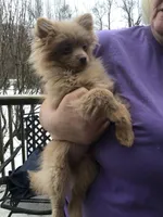 Wookie, a male Pomeranian for sale in Tekonsha, MI – Photo 1 of 2